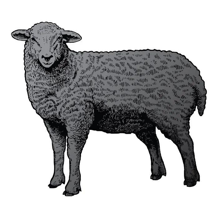 Black Sheep Brasserie Picture 9