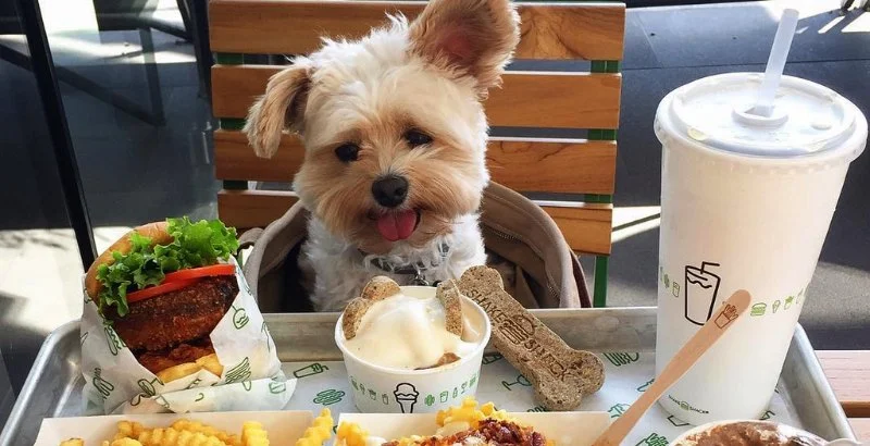 Pet-Friendly Restaurants That Offer Dinner for You and a Meal for Your Dog