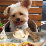 Pet-Friendly Restaurants That Offer Dinner for You and a Meal for Your Dog