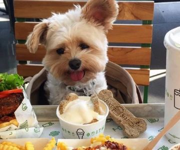 Pet-Friendly Restaurants That Offer Dinner for You and a Meal for Your Dog
