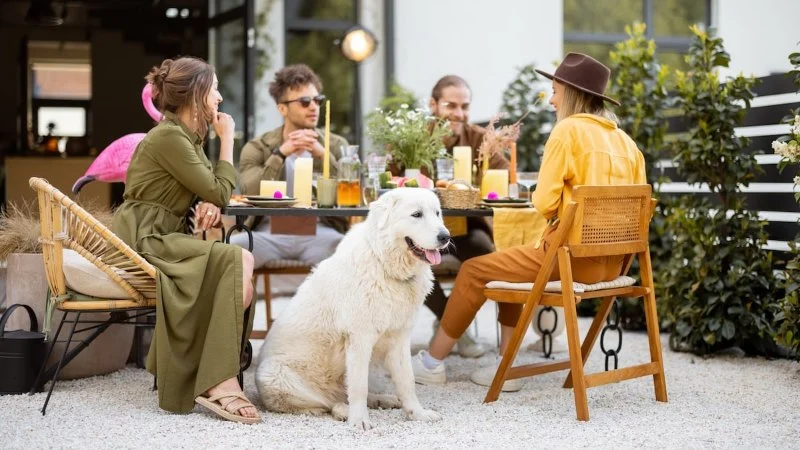 The Best Pet-Friendly Restaurants Open Near Me Today