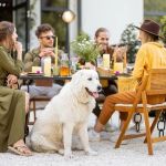 The Best Pet-Friendly Restaurants Open Near Me Today