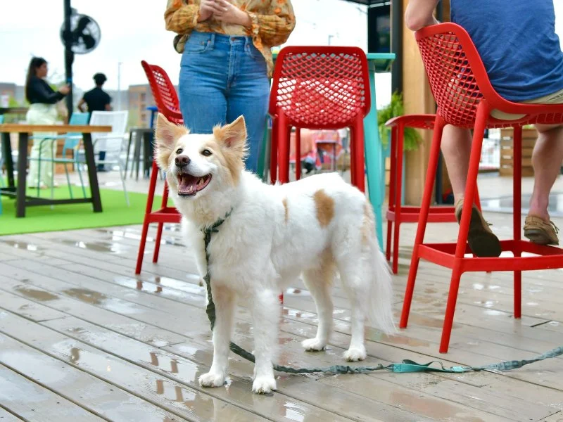 Best Restaurants With Dog‑Friendly Patios