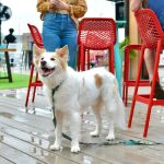 Best Restaurants With Dog‑Friendly Patios