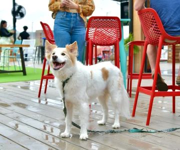 Best Restaurants With Dog‑Friendly Patios
